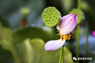 视角 看如懿看富察,小心没有皇后命,却有同款 病