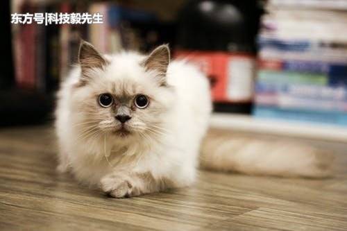 辟谣 猫咪驱蚊能用蚊香 这些养猫禁忌你必须了解