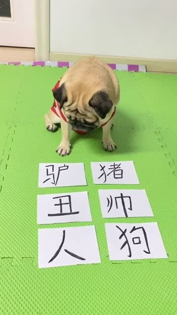 狗子居然认识字 