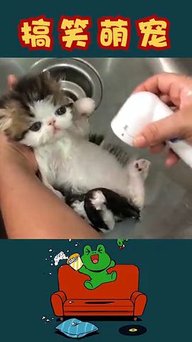 洗澡的小奶猫好可爱啊 