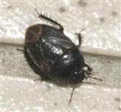 家里出现很多这种虫,谁知道这是什么虫有害吗,会不会咬人 小指甲盖大小 