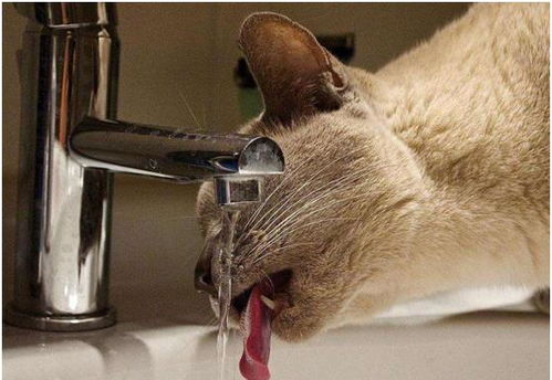 猫咪喝水要注意,有些水是不能喝的,会影响猫咪的健康