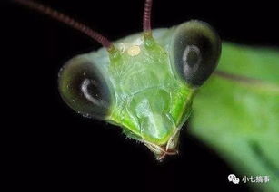 为何螳螂的耳朵有敏锐的听觉 