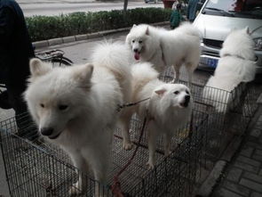 请问北京的好的狗市有几个,都在哪个区 具体位置 