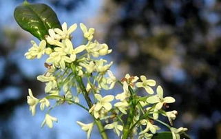 实生桂花好还是嫁接桂花好 