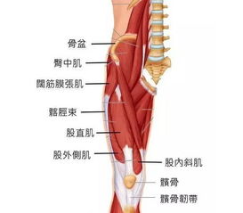 膝盖为什么会痛 痛了该怎么办 运动真的伤膝盖吗