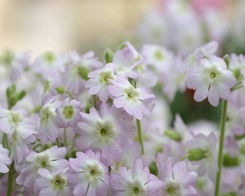 樱花草的花语是什么,樱花草的花语是什么