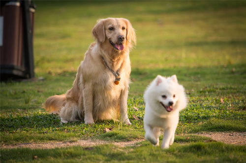 消除人间狂犬病,从预防做起 认识狂犬病让你手操胜 犬