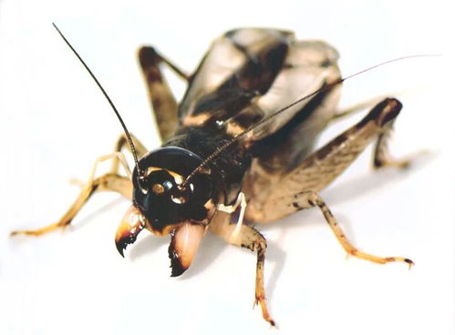 蟋蟀属于什么动物？