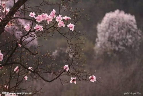 你看花时 花亦看你