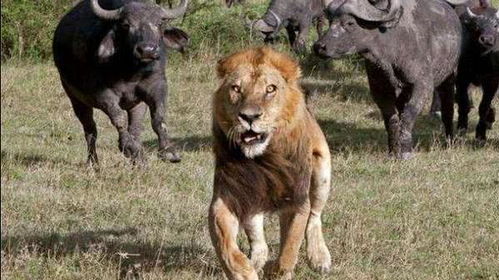 非洲水牛英勇迎战狮子的场面 