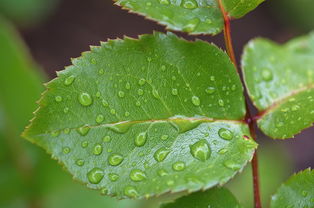 拍图识植物app（拍图识植物入口）