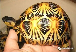 辐射陆龟 一颗严重受到威胁的星星