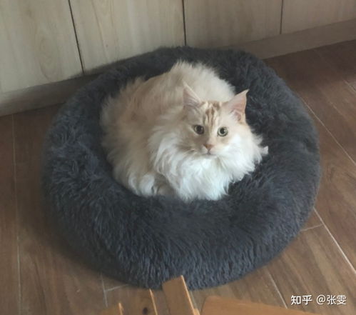 给猫喂煮过的鸡胸肉好不好 