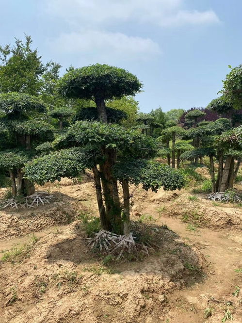 造型女贞树多少钱一颗 基地造型女贞树价格