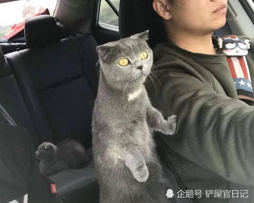 宠主正在开车,猫咪突然伸爪搭肩,有谁注意到后座猫的表情