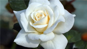 白玫瑰的花语是什么意思,白玫瑰寓意是什么意思？