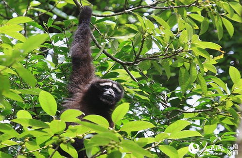高黎贡白眉长臂猿属于()重点保护野生,白眉长臂猿国家几级保护动物