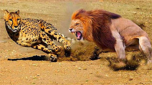 猎豹主动挑衅狮子,狮子发怒狂追,最后的场景让人动容 