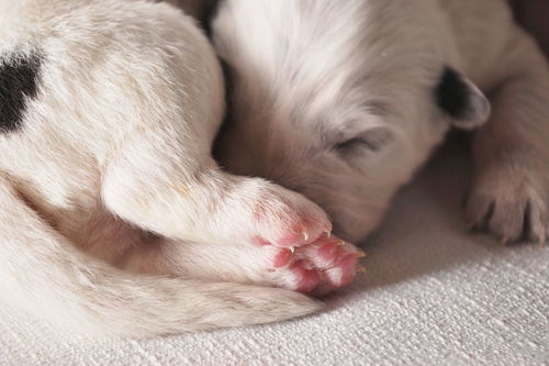 狗狗趾间炎怎么治疗,预防狗狗患上趾间炎的方法 