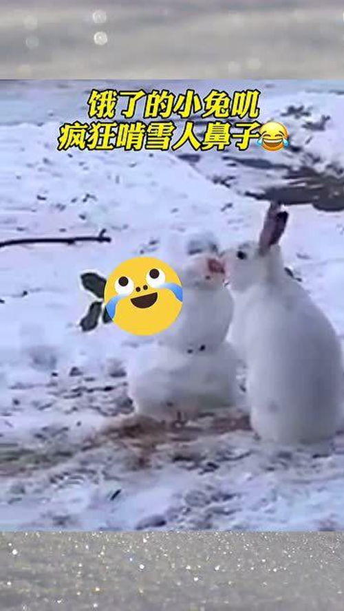 饿了的小兔子,疯狂啃雪人鼻子,画面太可爱 