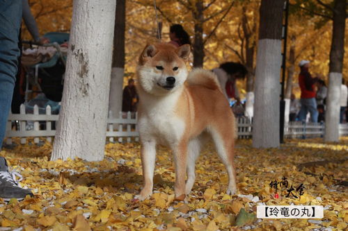 买前攻略 柴犬购买指南,买前看这一篇足够