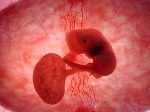 原创怀孕后，为什么会出现胎儿没有“胎心”的现象？答案或许是这样！