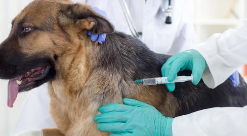 犬猫疫苗接种指南 疫苗种类和接种时间全攻略
