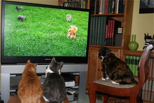 猫咪为什么会看电视 真正的原因是猫眼
