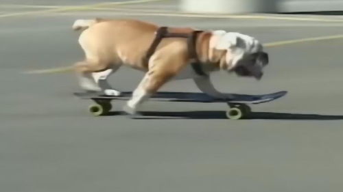 狗狗成精了,滑滑板各种漂移炫技,简直是太溜了 