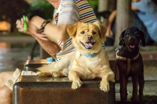 广州今年将修订养犬管理条例
