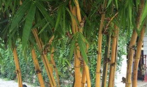 长在竹子上的虾米,人们以为是害虫,其实对于止咳化痰有不错疗效