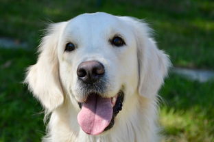 狗的婊子,狗黄金猎犬,婊子莫利,金黄色白色,狗肖像,肖像金色的,年轻的婊子,动物,可爱,白苔 