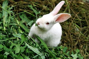 兔子的生活特征和生活方式,兔的生活和特点是什么？
