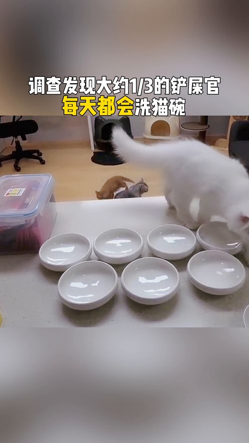 你知道猫碗需要多久洗一次吗 