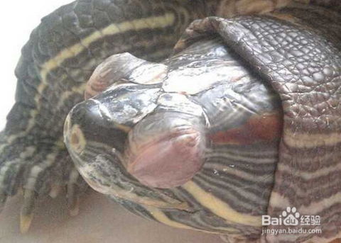 家庭养巴西龟的注意事项？