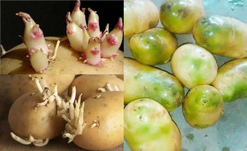 土豆发芽了怎么种植,土豆原原种子怎么种植