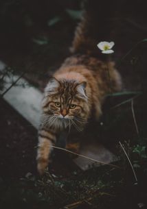 西伯利亚森林猫的品种简介,在饲养西伯利亚森林猫的过程中,需要注意哪些问题