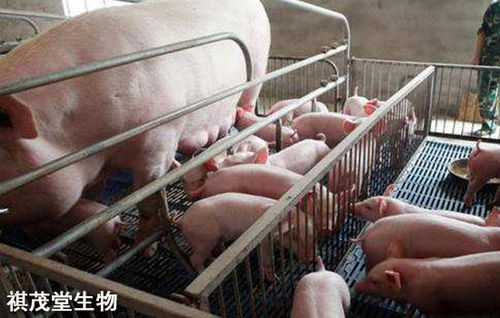 农村是怎么喂养母猪的 怎么养猪生仔多 用这种替抗产品喂母猪产仔数量多
