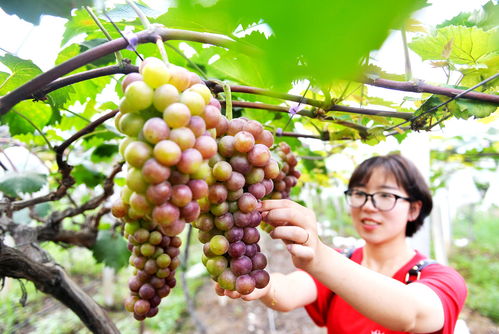 方巷镇陈花村 葡萄园喜获丰收 农场结出 致富果