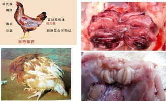 鸡法氏囊病的治疗方法 法氏囊第一品牌