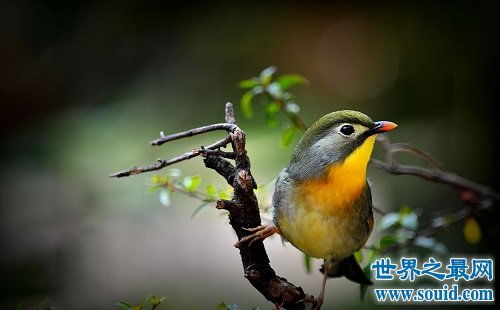 鸟的种类都有哪些呢 中国鸟种类大盘点 