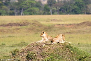 无视生物链 非洲水牛横冲直撞赶走两头狮子