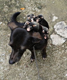 巴西狗狗收养孤儿负鼠 驮着小负鼠兜风 