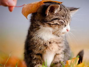 猫咪营养膏哪个牌子适口性好,营养膏的作用是什么