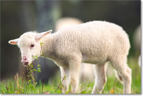 十二生肖羊的英文单词是什么 
