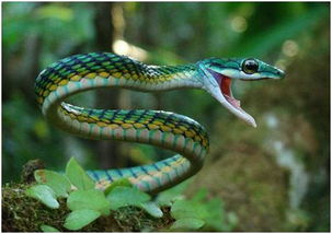 自然科学大讲堂 成语中的动物 蛇 