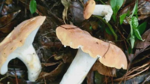 腾冲山珍季丨吃菌千万条,安全第一条