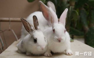 怎样鉴别母兔是否怀孕 母兔怀孕的鉴别方法