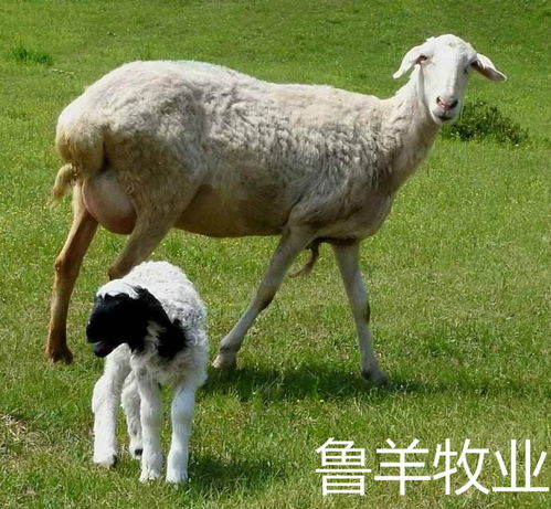 羊怀不了孕是怎么回事